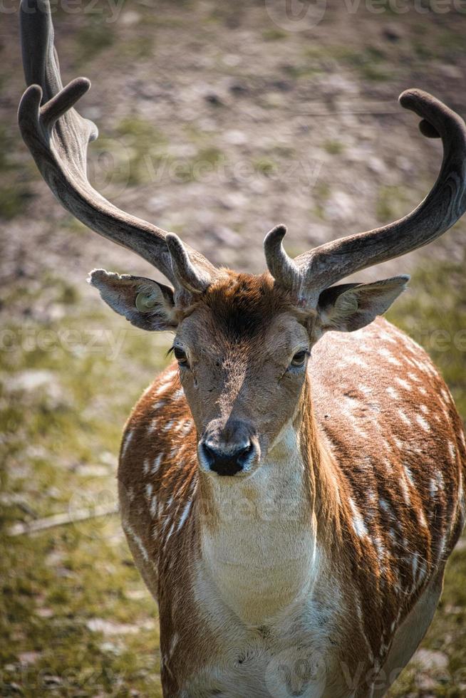 fallow deer in the meadow photo