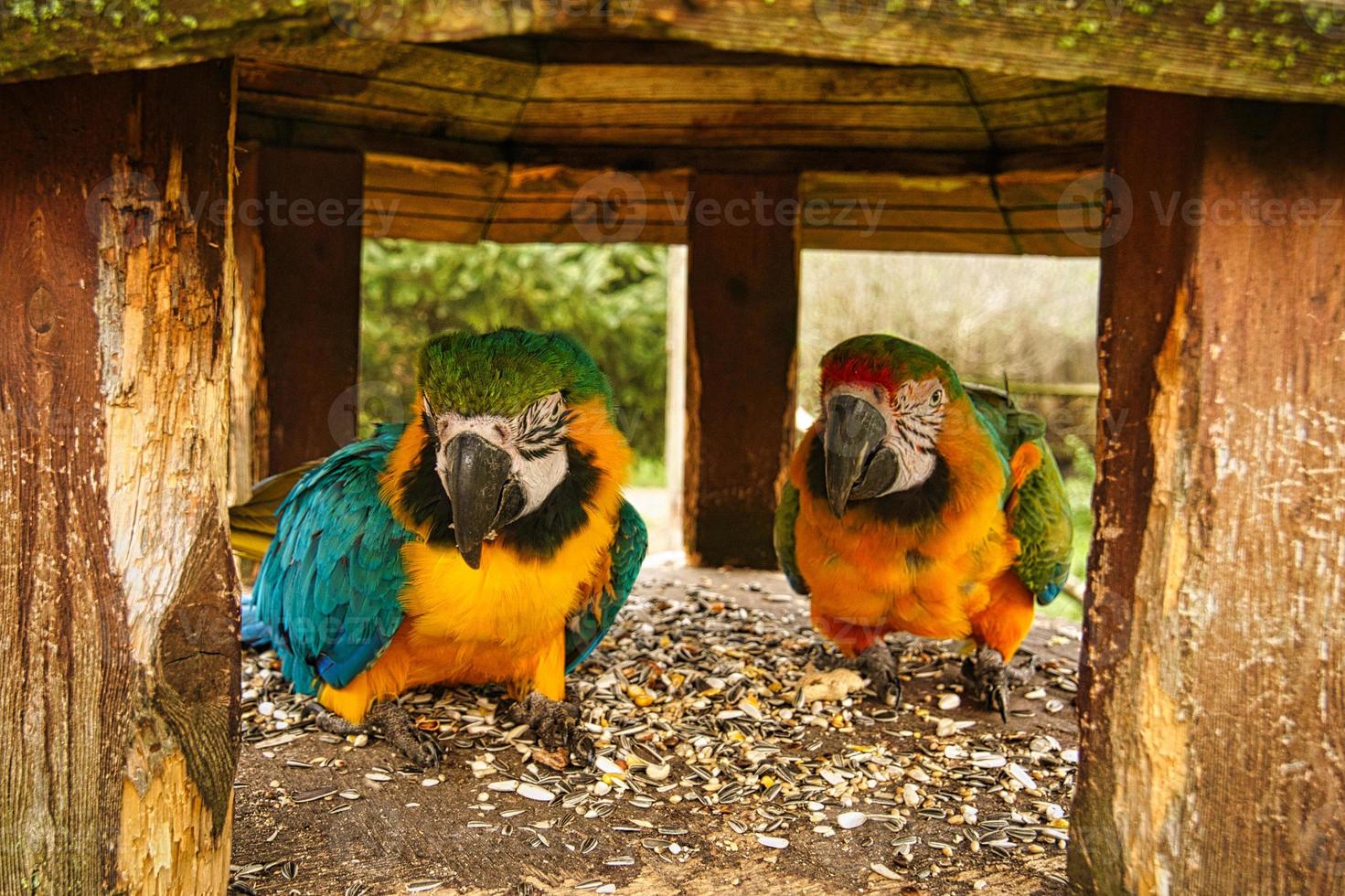 la especie de loro ara está amenazada de extinción. un retrato de pájaros coloridos foto