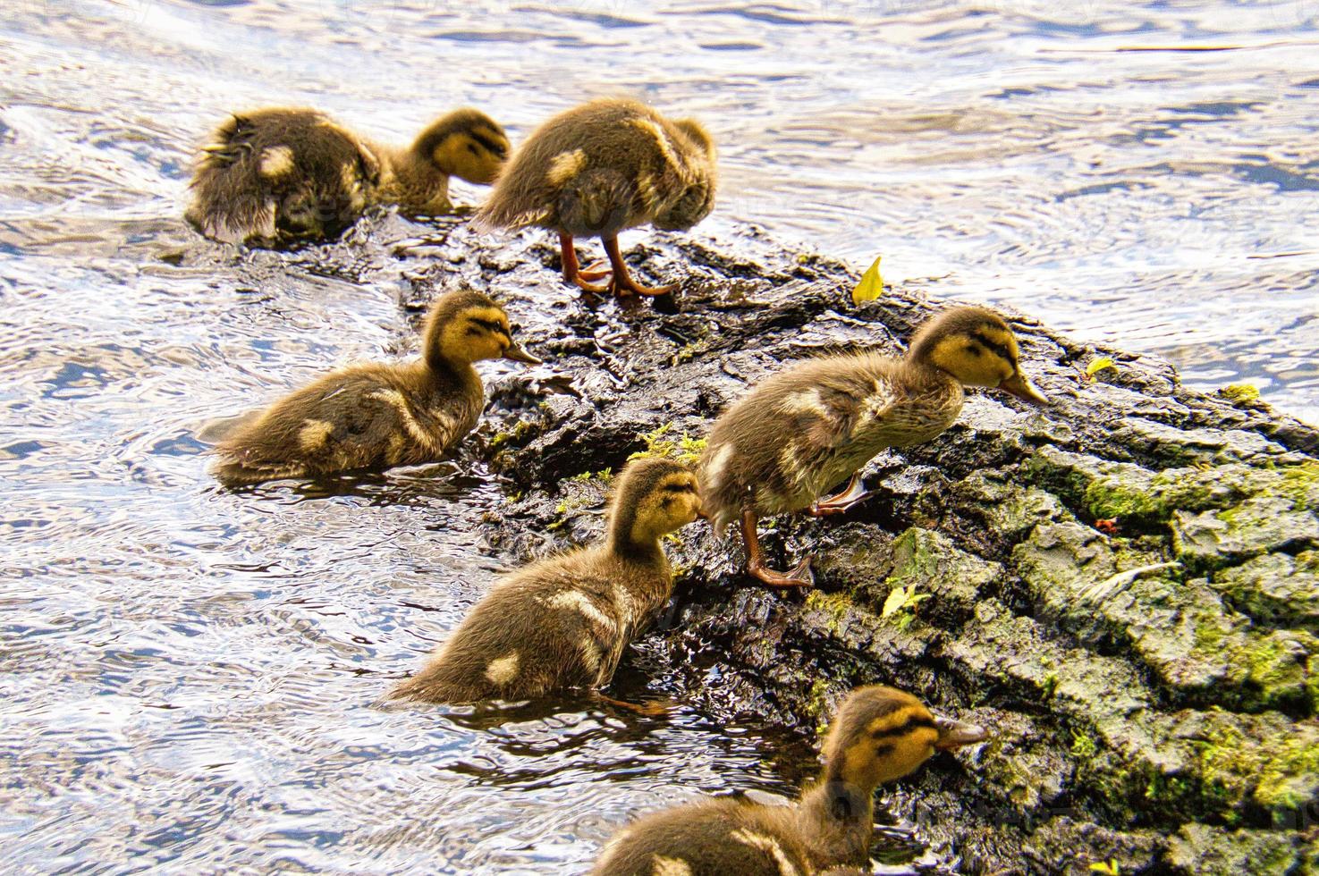 Ducks chicks on a log in the river. Small water birds with fluffy feathers. Animal photo