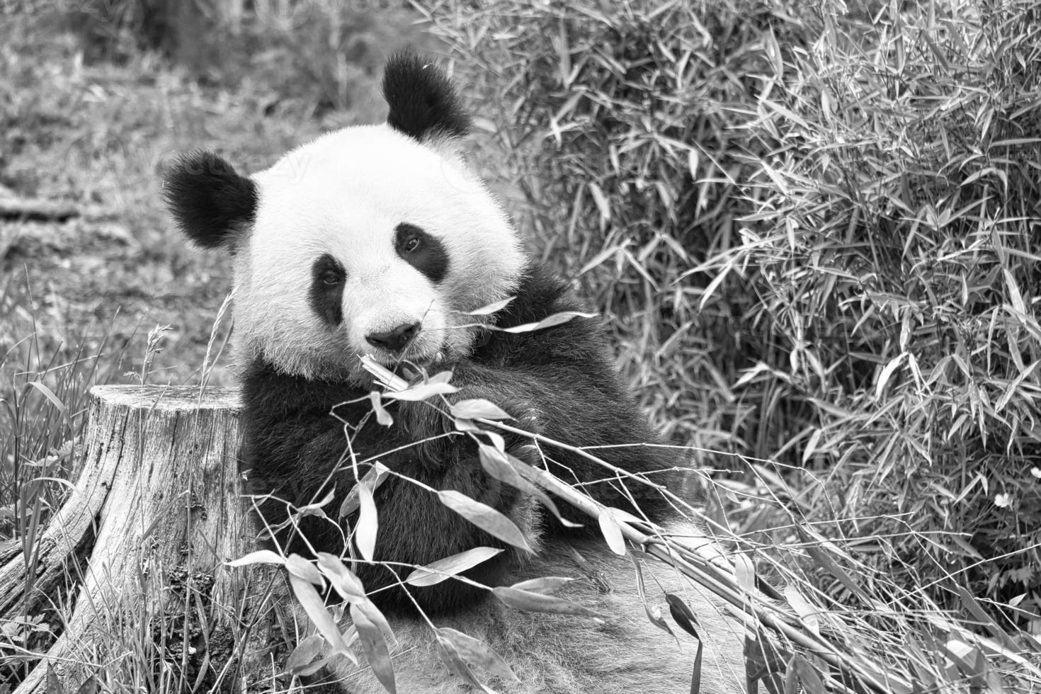 big panda in black and white, sitting eating bamboo. Endangered species. photo