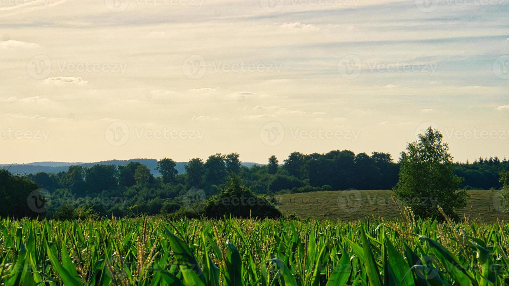 view over the cornfield into the valley. discovered in saarland photo