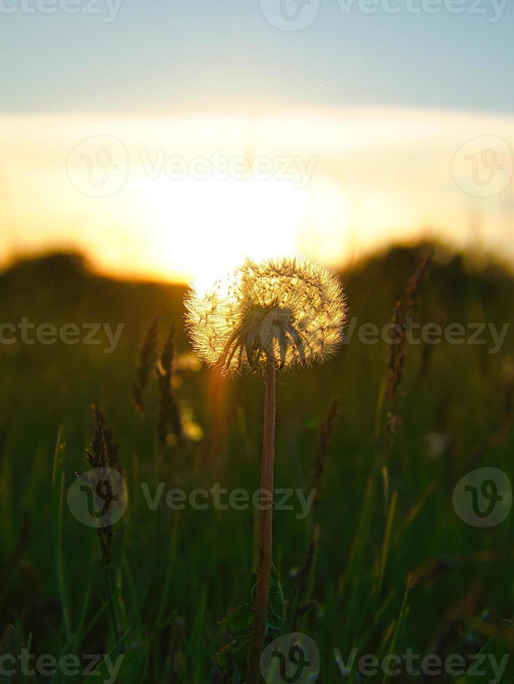 Dandelion  in the sunset with beautiful bokeh. At evening hour nature shot photo