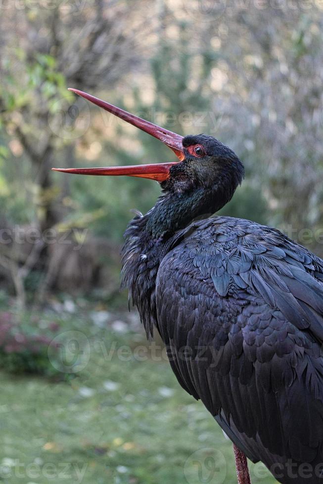 black stork released in the wild park photo