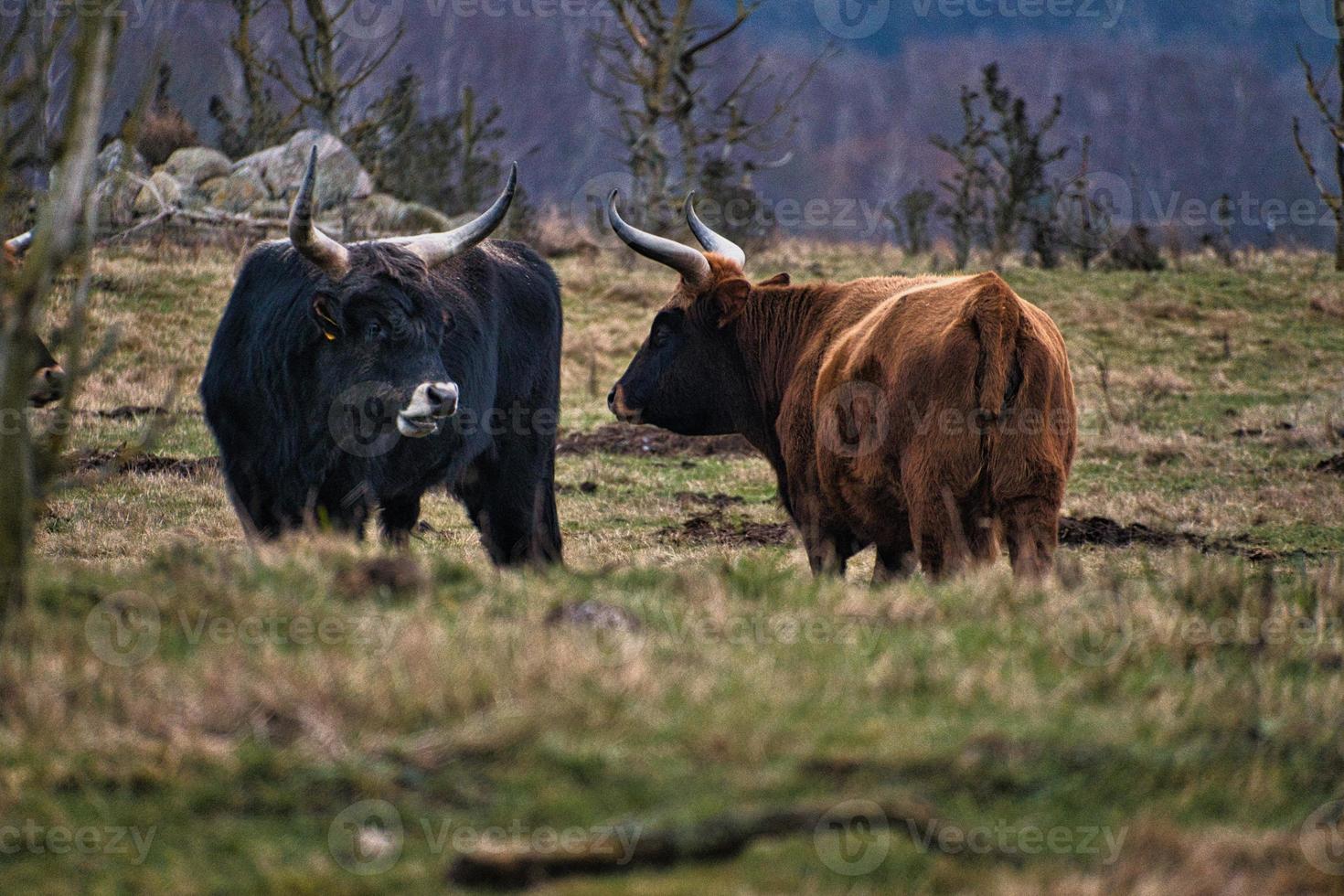 tiro en blanco y negro de ganado de las tierras altas en un prado. poderosos cuernos de pelaje castaño. foto