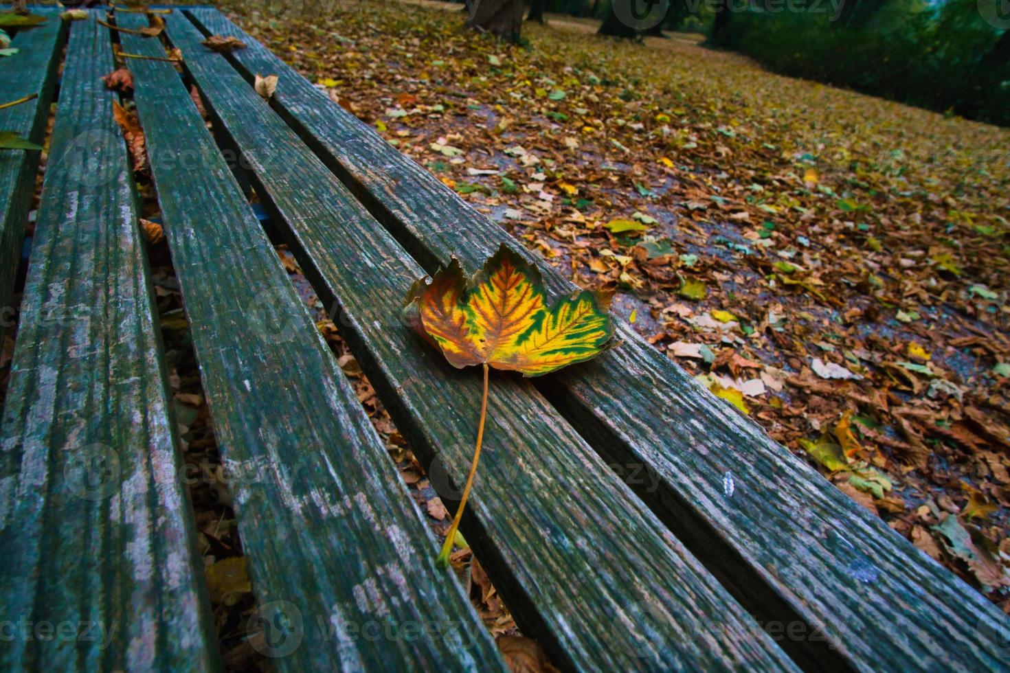 Colored leaf in autumn on a bench. Autumn leaves in the park. Trees in the background photo