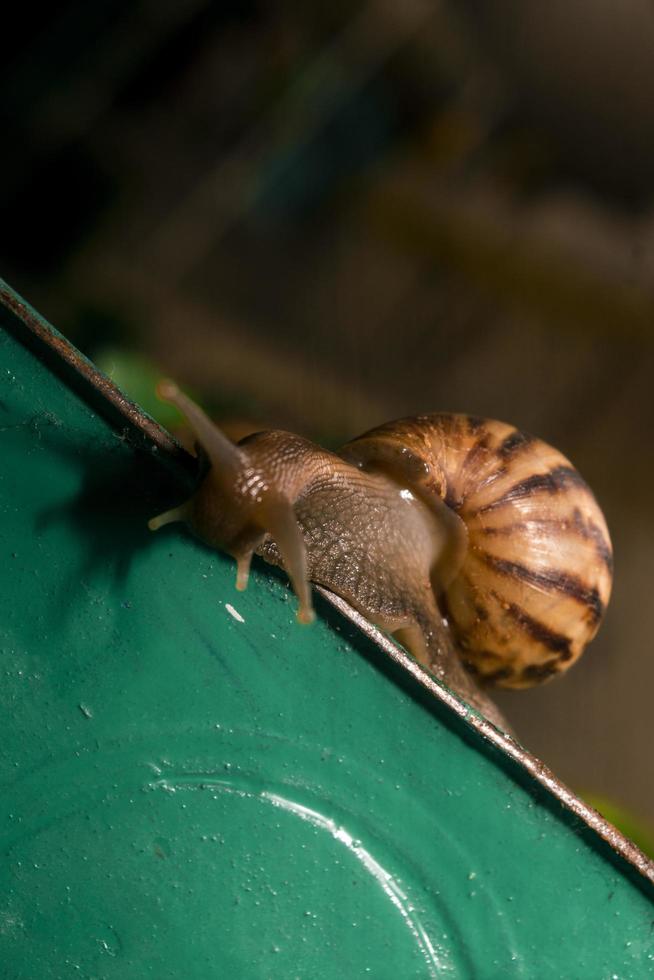 African land snail . one of a plant pest photo