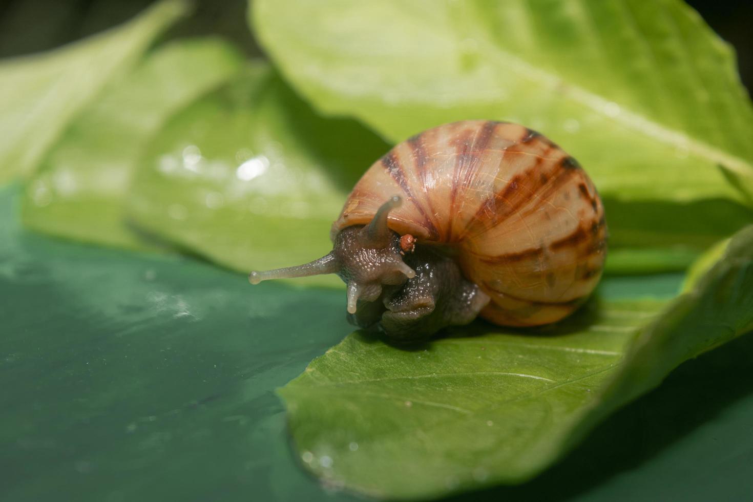 caracol terrestre africano. uno de una plaga de plantas. fondo de animales foto