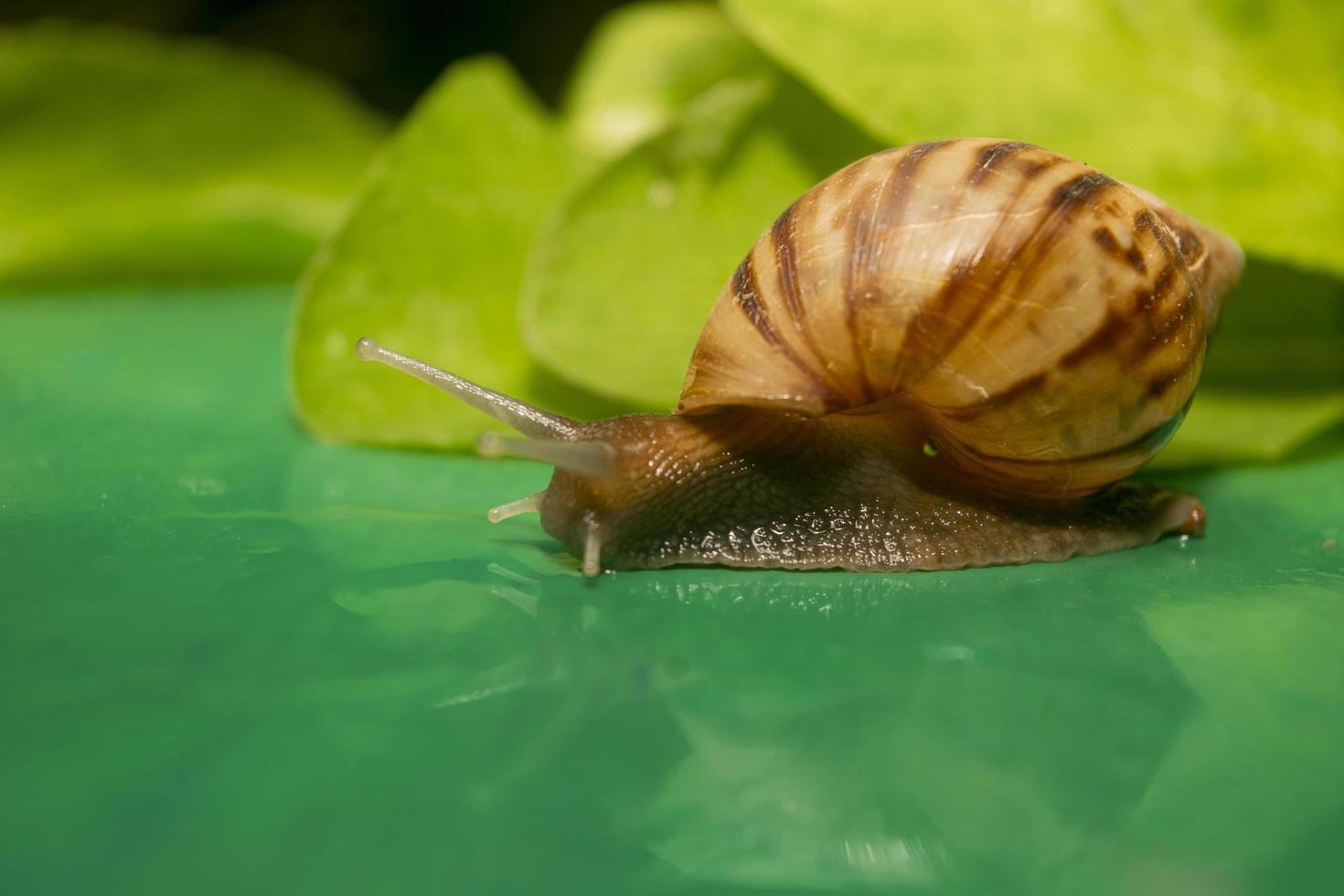 African land snail. one of a plant pest. animal background photo