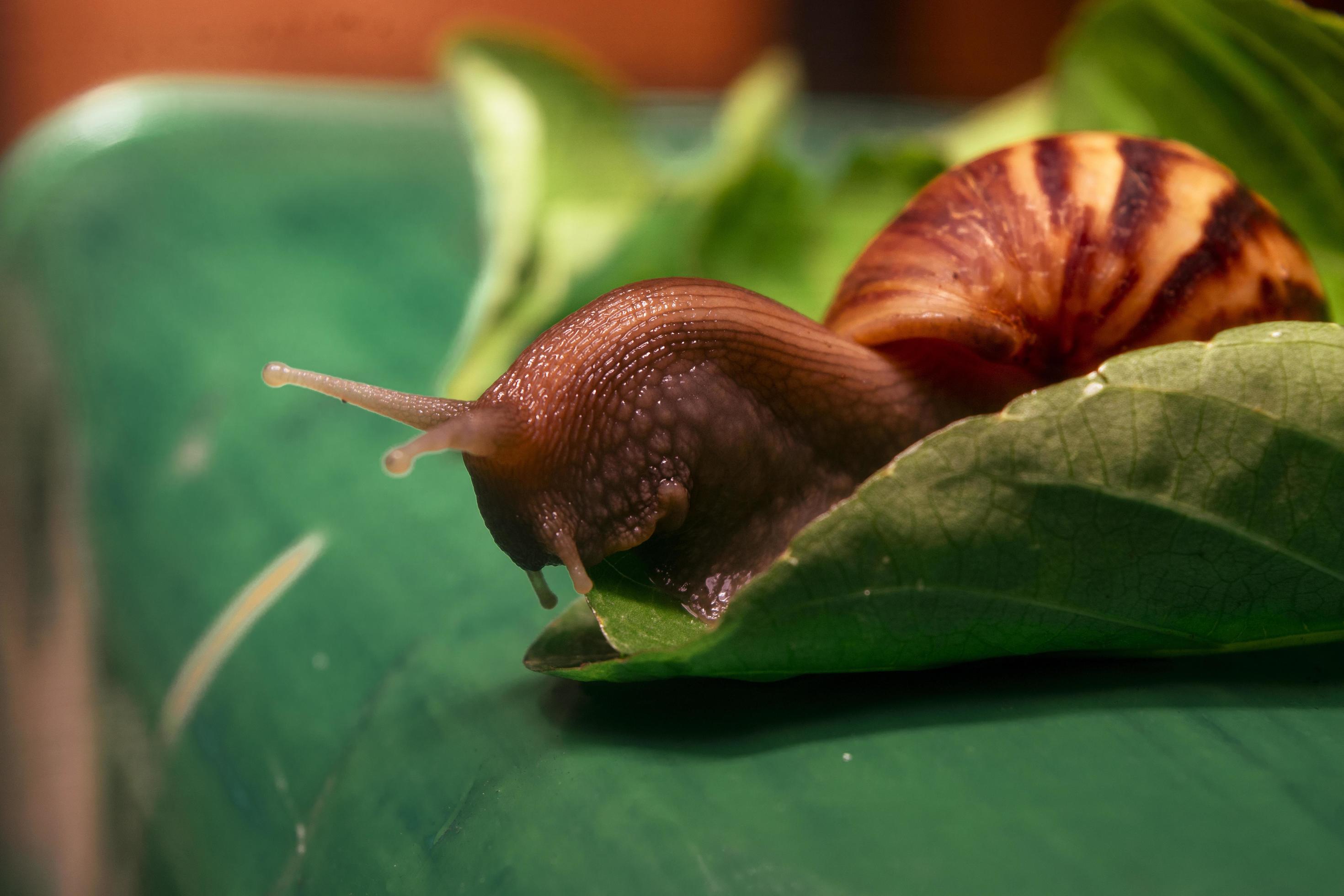 Snail . Large white mollusk snails with brown striped shell, 9727353