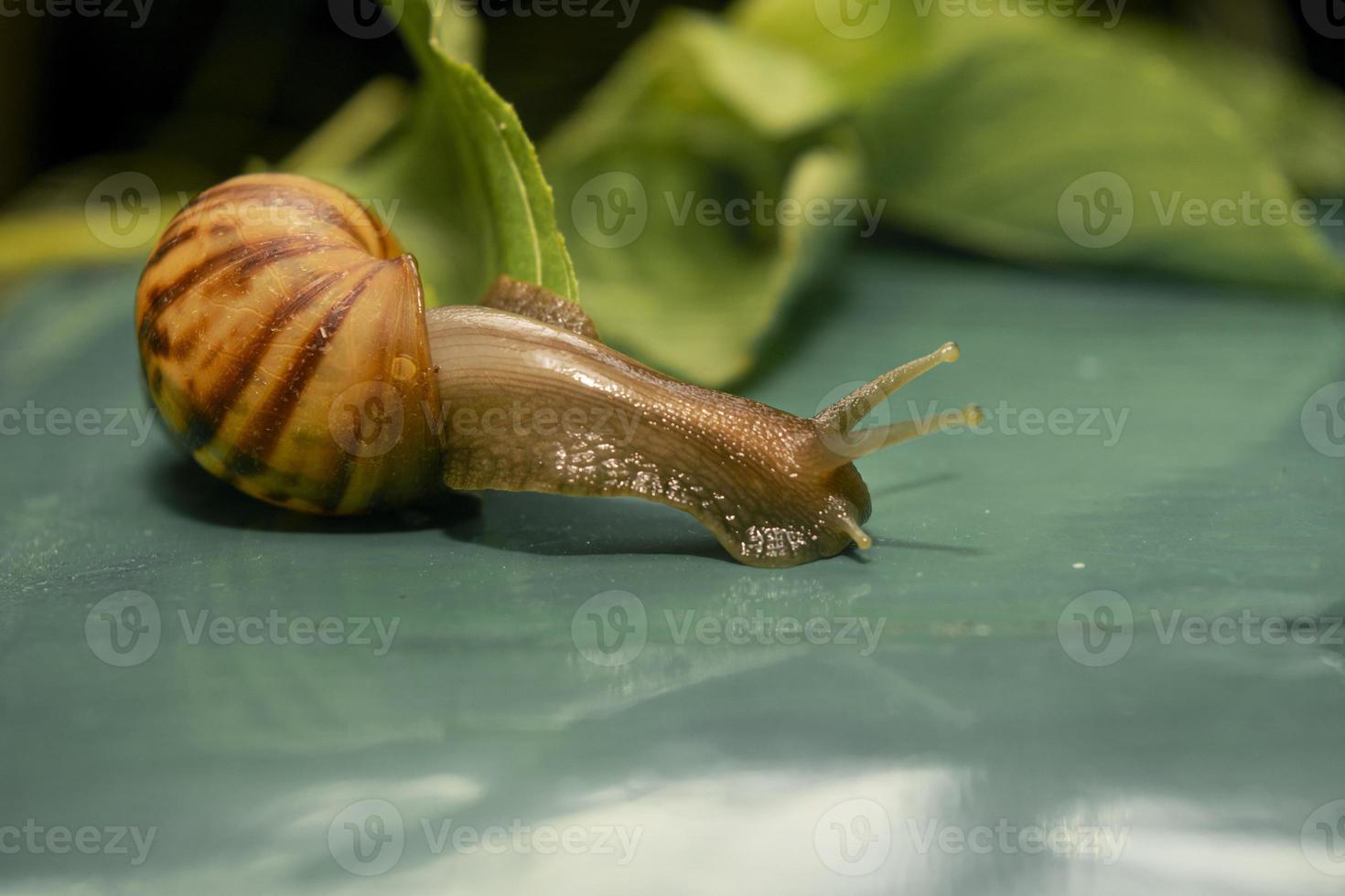 cute slime snail and green leaves photo