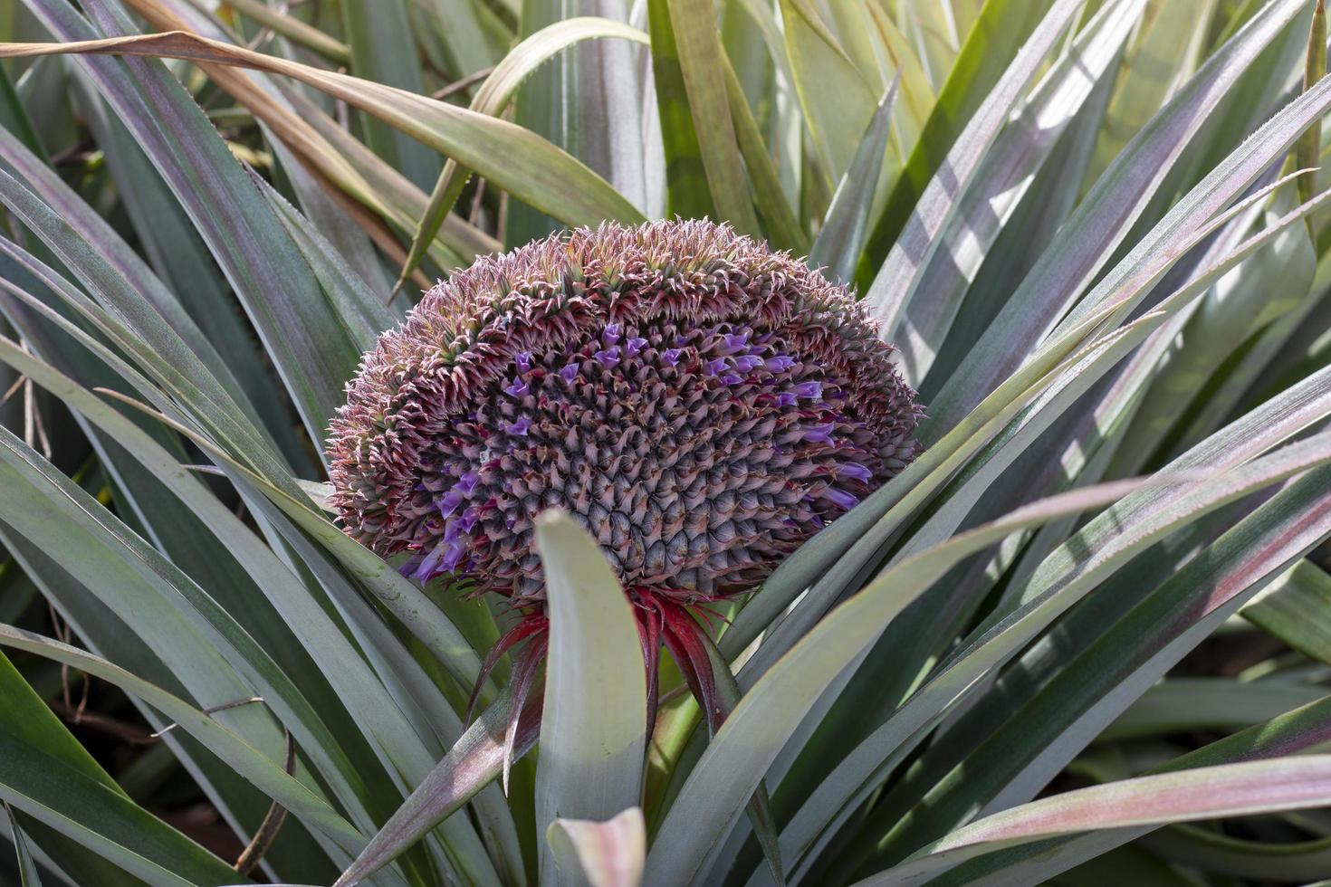 Fresh raw pineapple on tree with sunlight in the garden, Has an unusual shape like a fan. photo