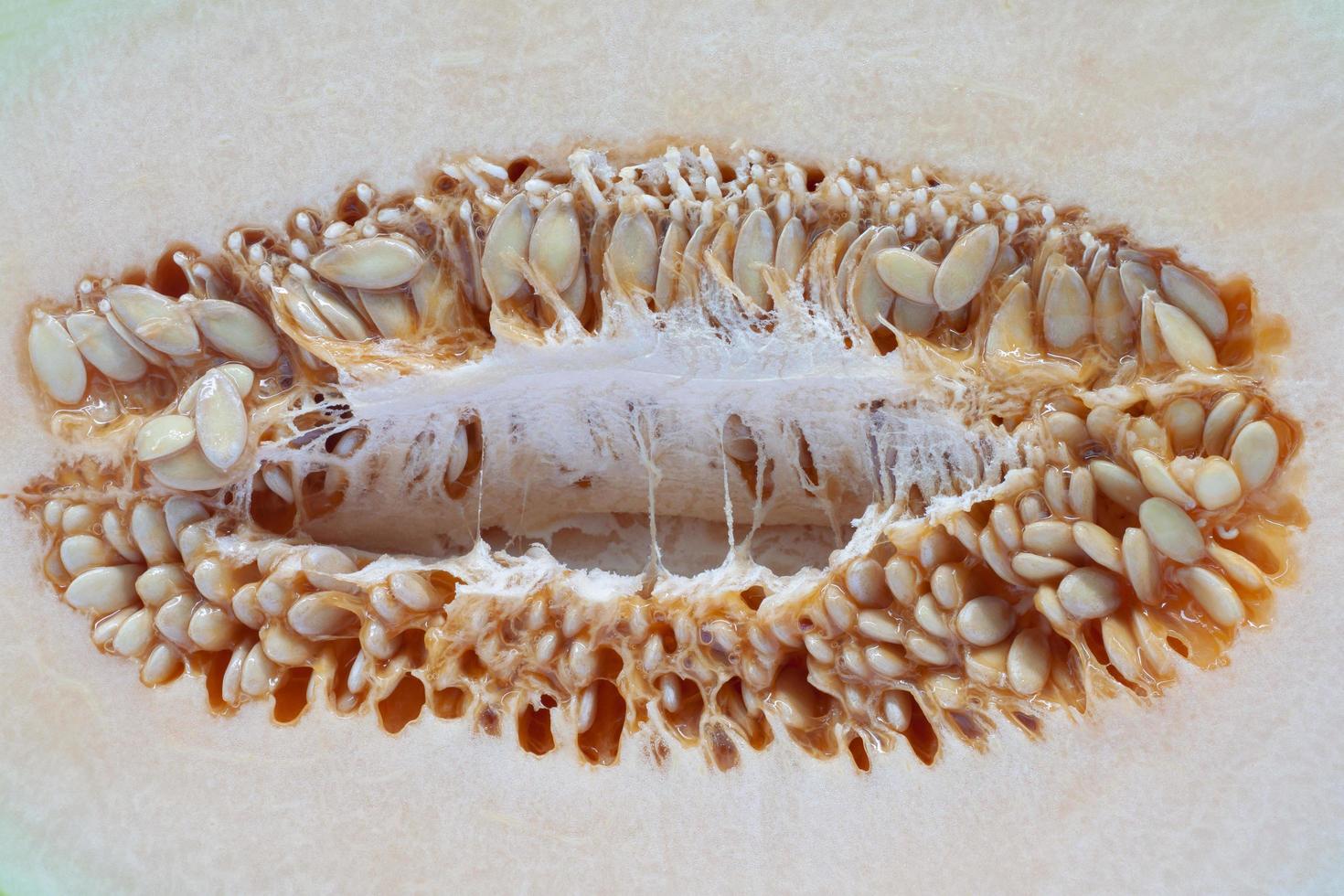 Closeup Seeds of Cantaloupe for background. photo