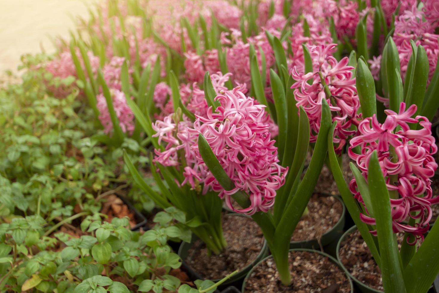 Pink Hyacinth flower with sunlight in the garden. photo