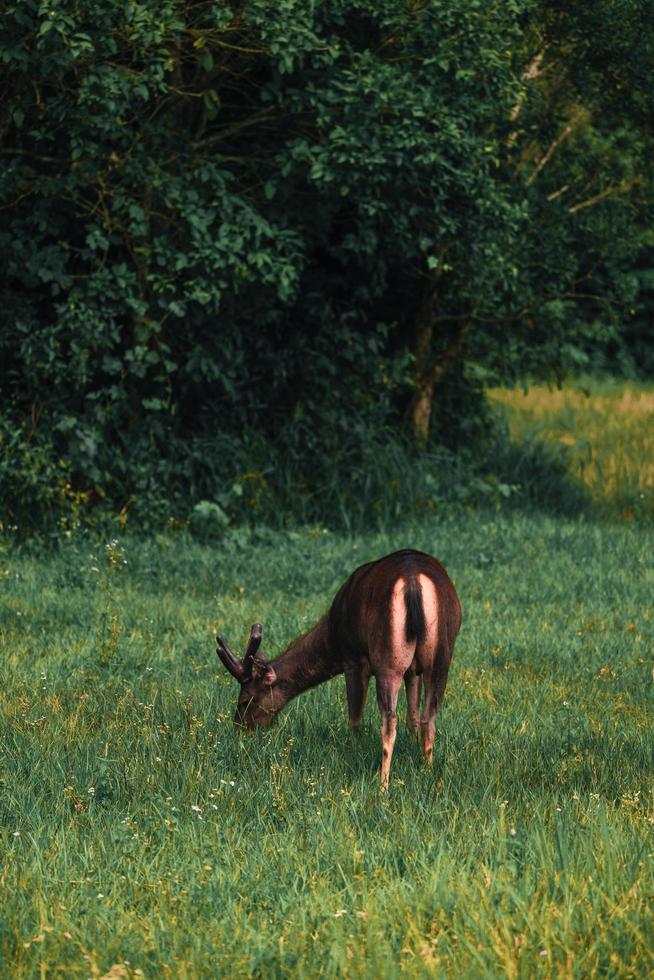 Deer looking for food on the meadow photo