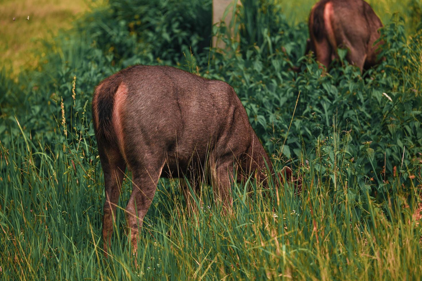 Deer looking for food on the meadow photo