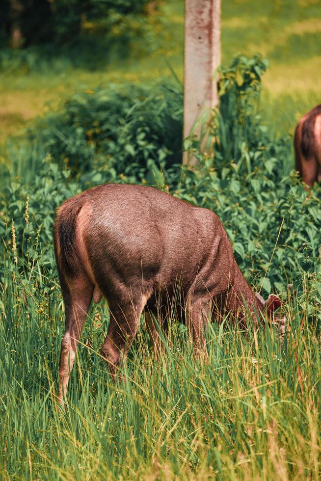 Deer looking for food on the meadow photo