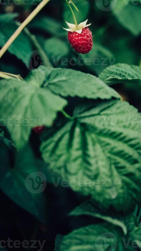 Red raspberries grow on bushes with green leaves photo