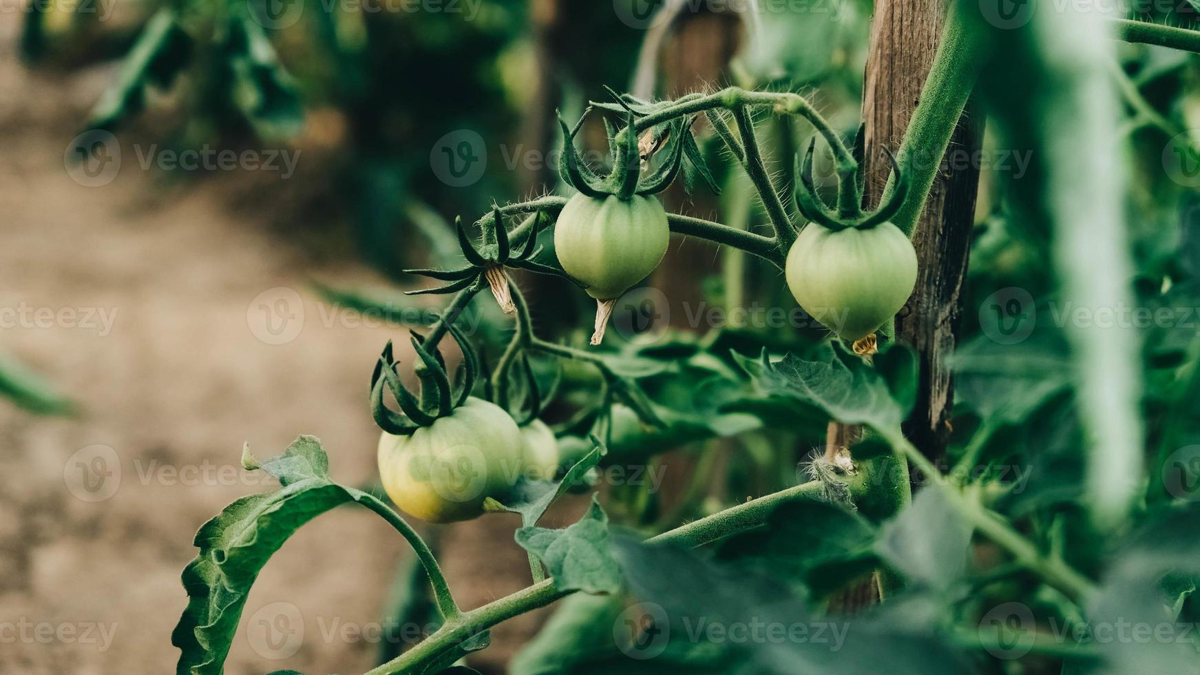 Green tomatoes on bushes with green leaves photo