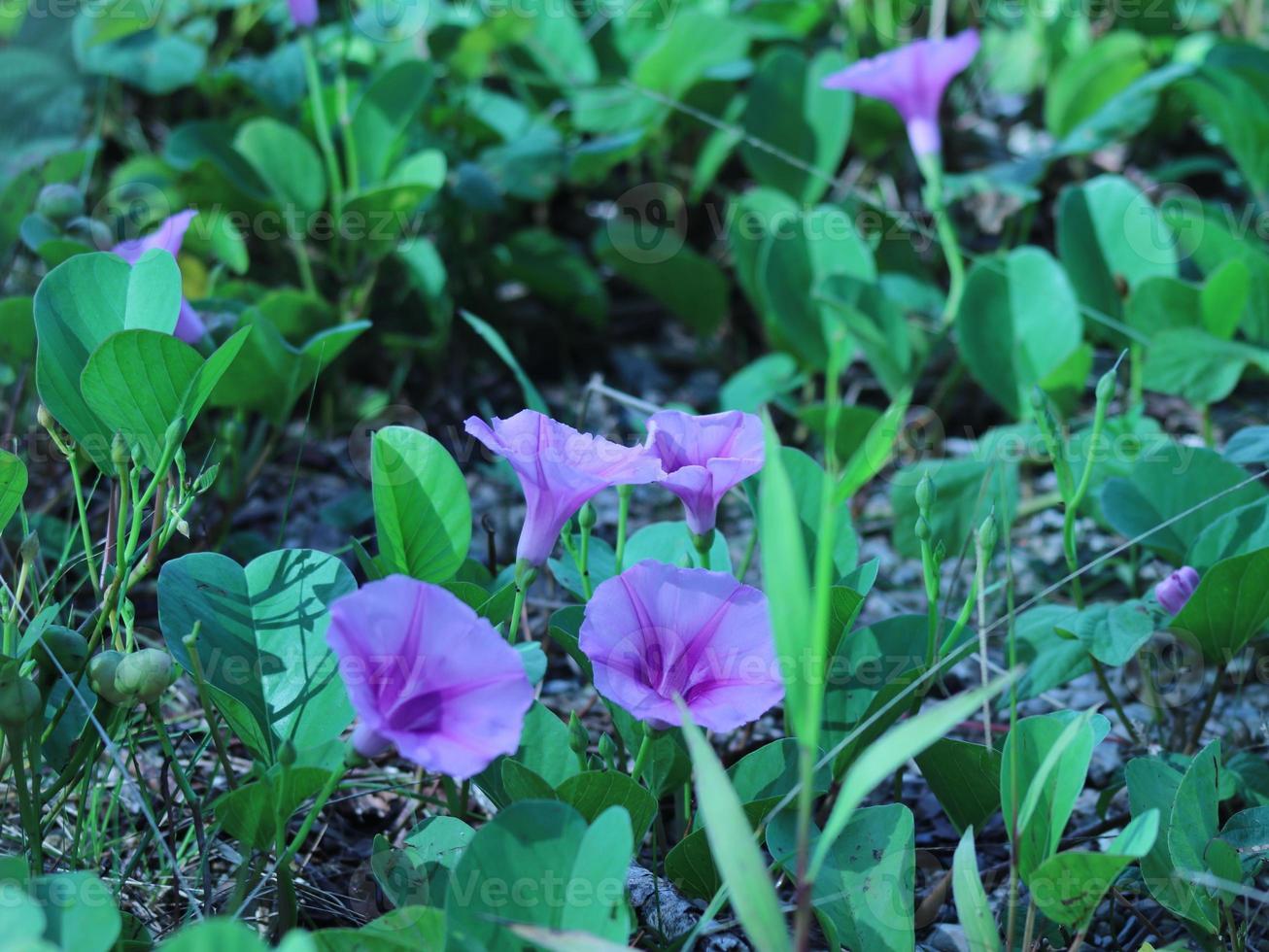 Ipomoea flowers are blooming 9729755 Stock Photo at Vecteezy