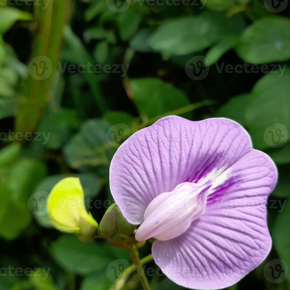 Clitoria flowers are purple photo