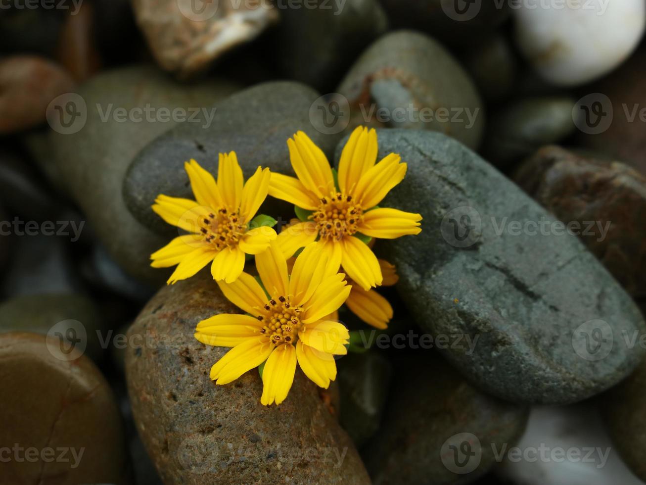 Flowers on black pebble background photo