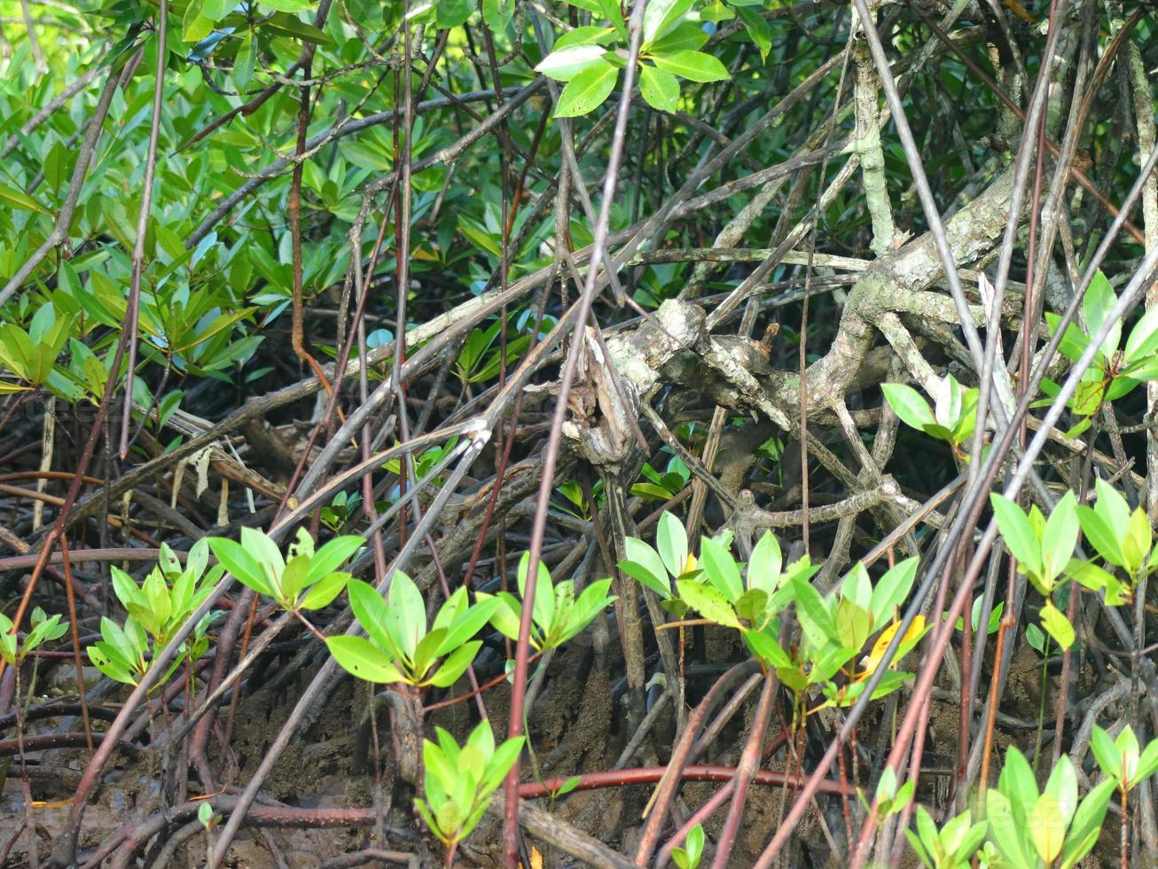 raíces de árboles de manglares foto