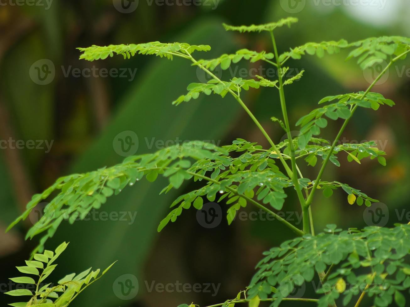 Green Moringa leaves photo