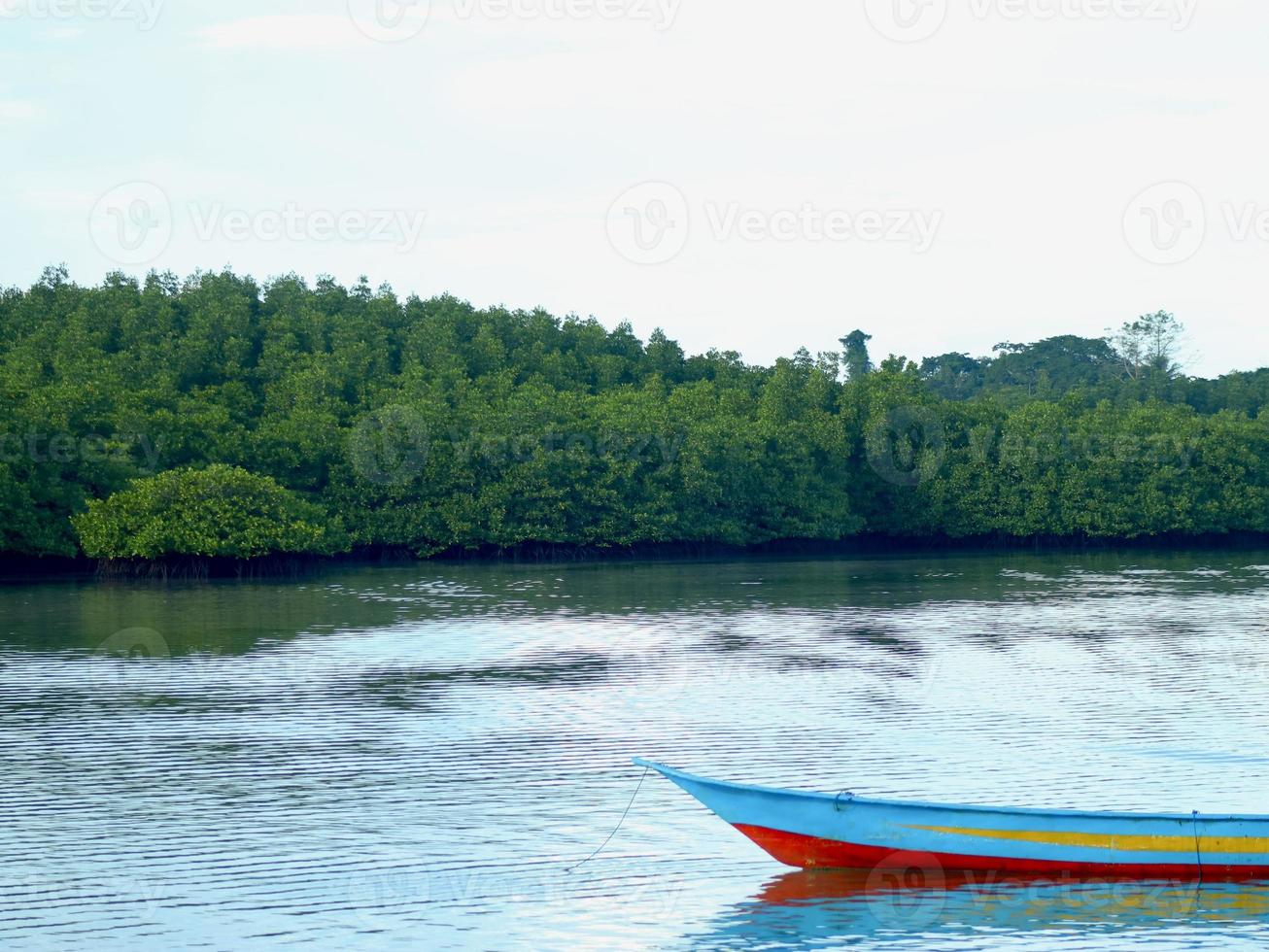 Mangrove forest view photo