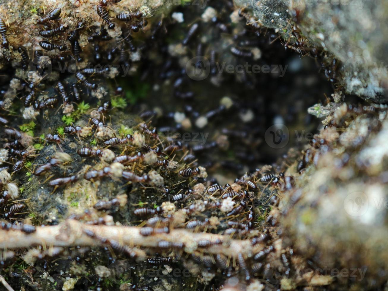 Black termites transport soil photo
