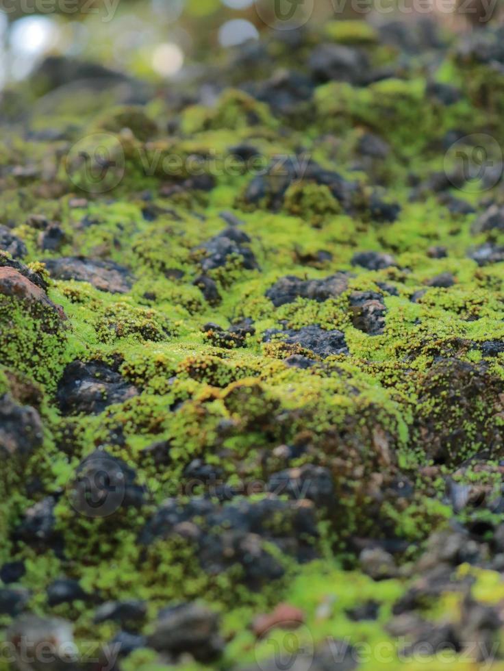 Green moss grows on moist soil 9729785 Stock Photo at Vecteezy