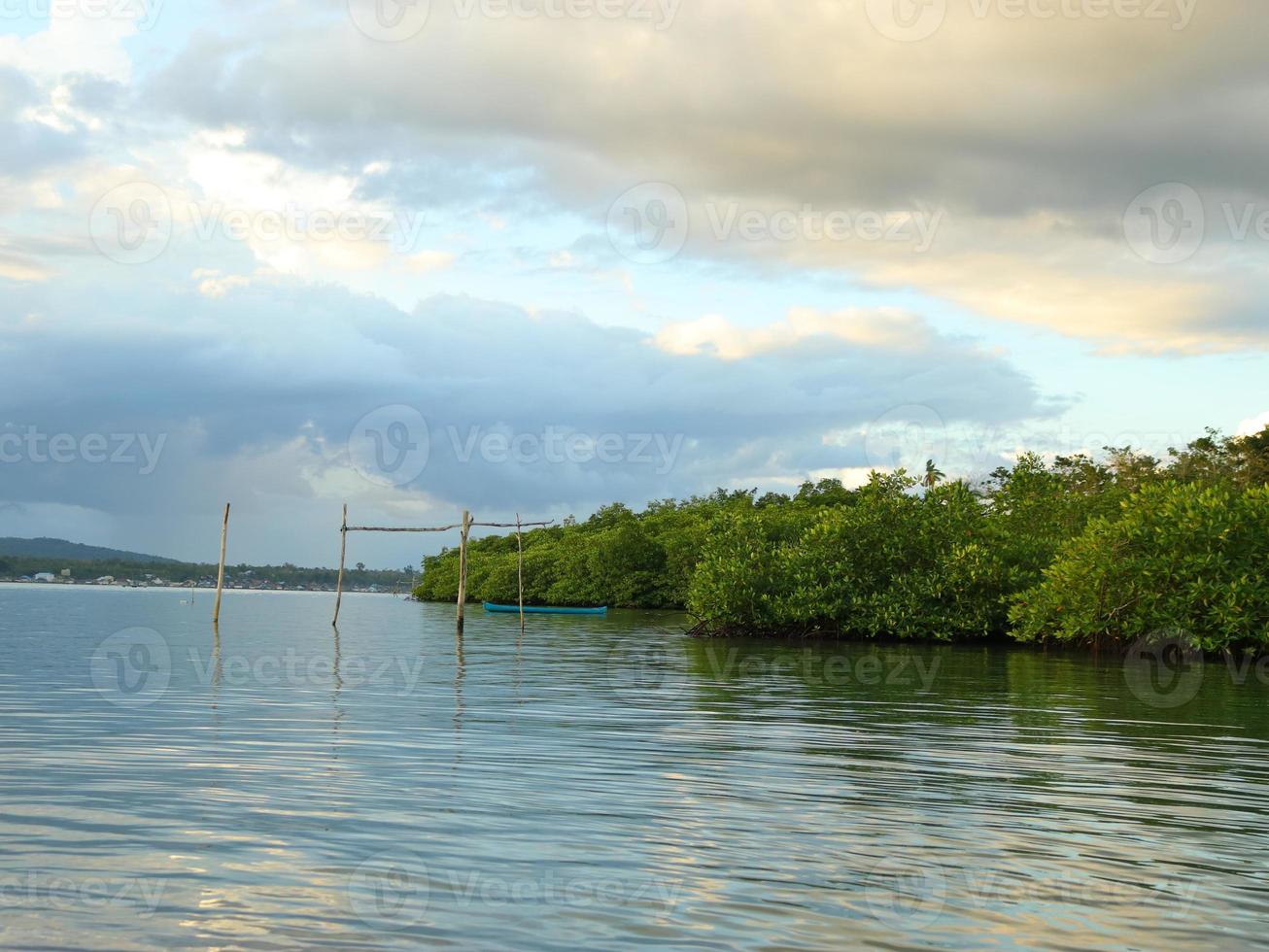 Mangrove forest view photo