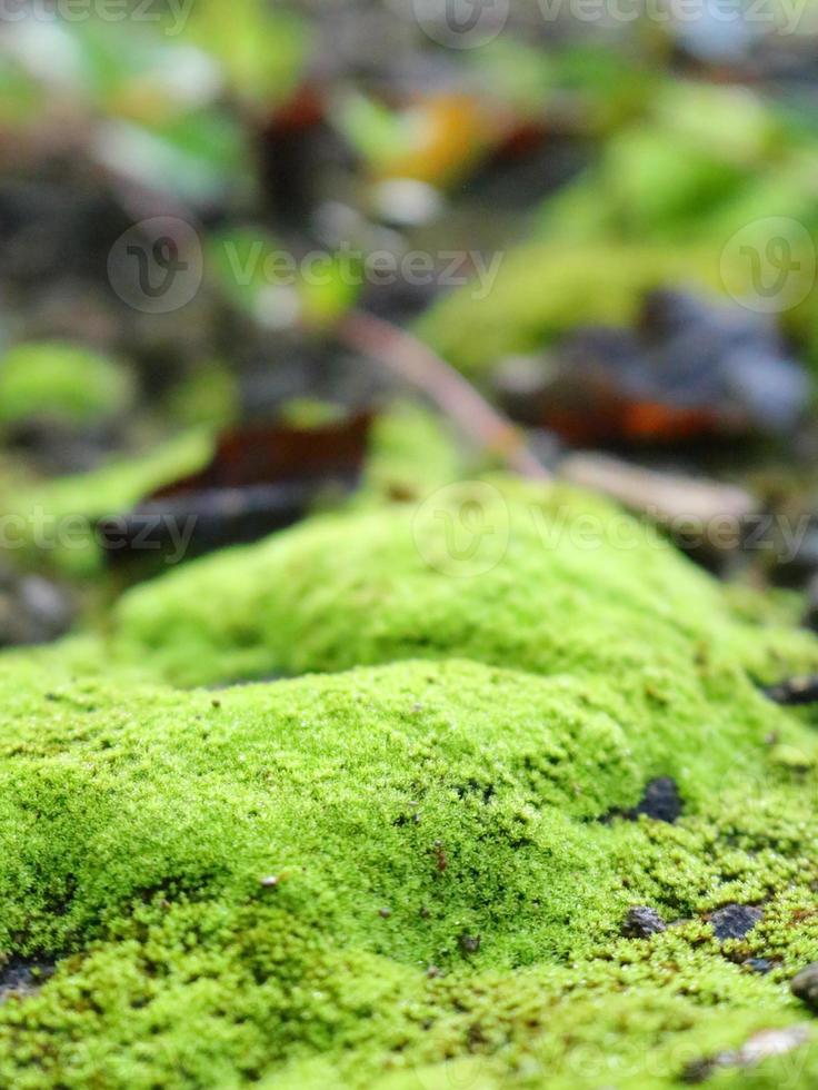 Green moss grows on moist soil 9729790 Stock Photo at Vecteezy