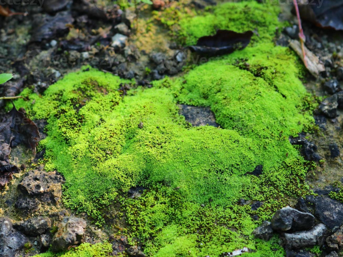 Green moss grows on moist soil 9729791 Stock Photo at Vecteezy