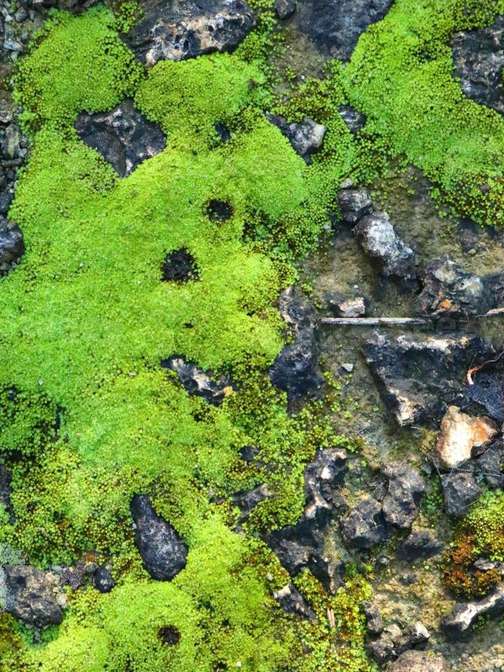Green moss grows on moist soil 9729792 Stock Photo at Vecteezy