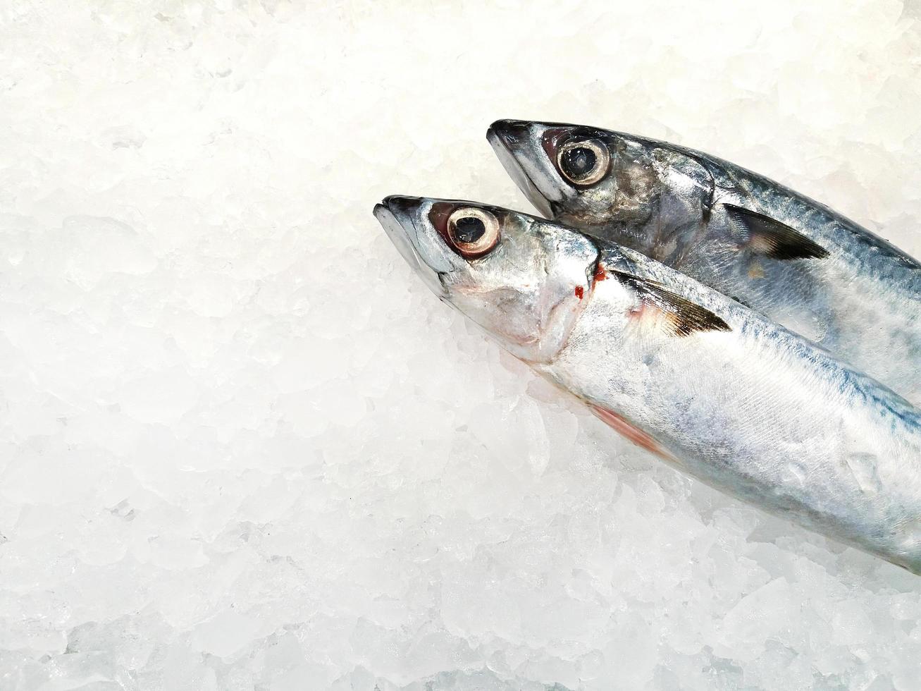 Fresh mackerel freezing on ice with copy space at freshness market or supermarket. Animal and uncooked food. photo