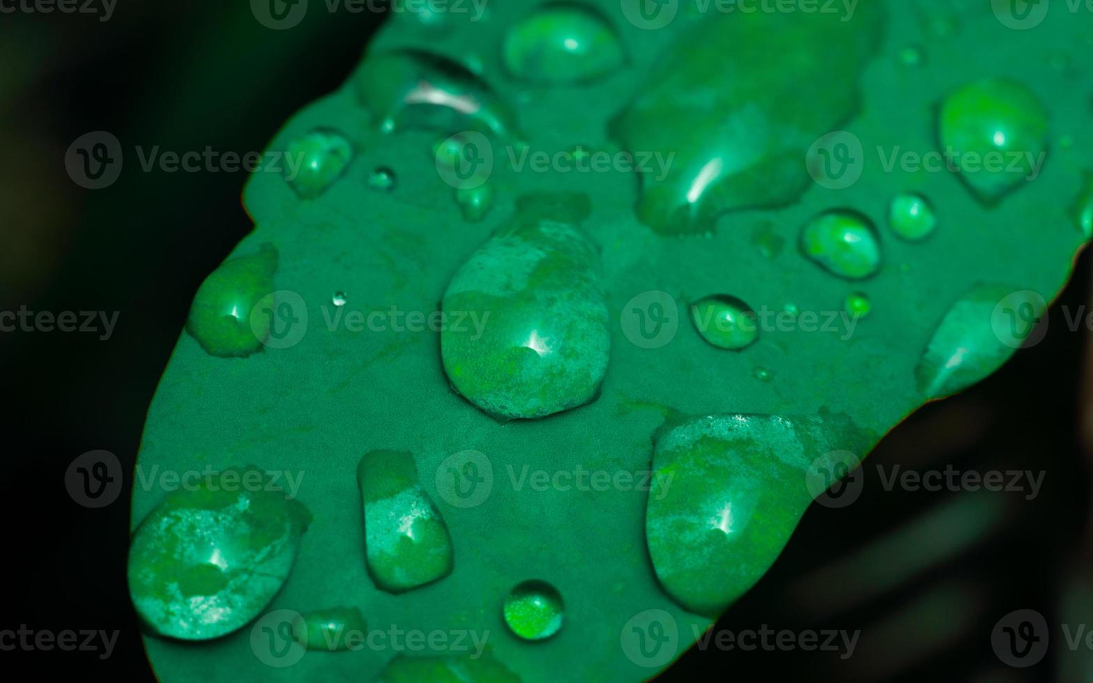 close up macro photography water drops after rain on green leaf background like bird premium photo