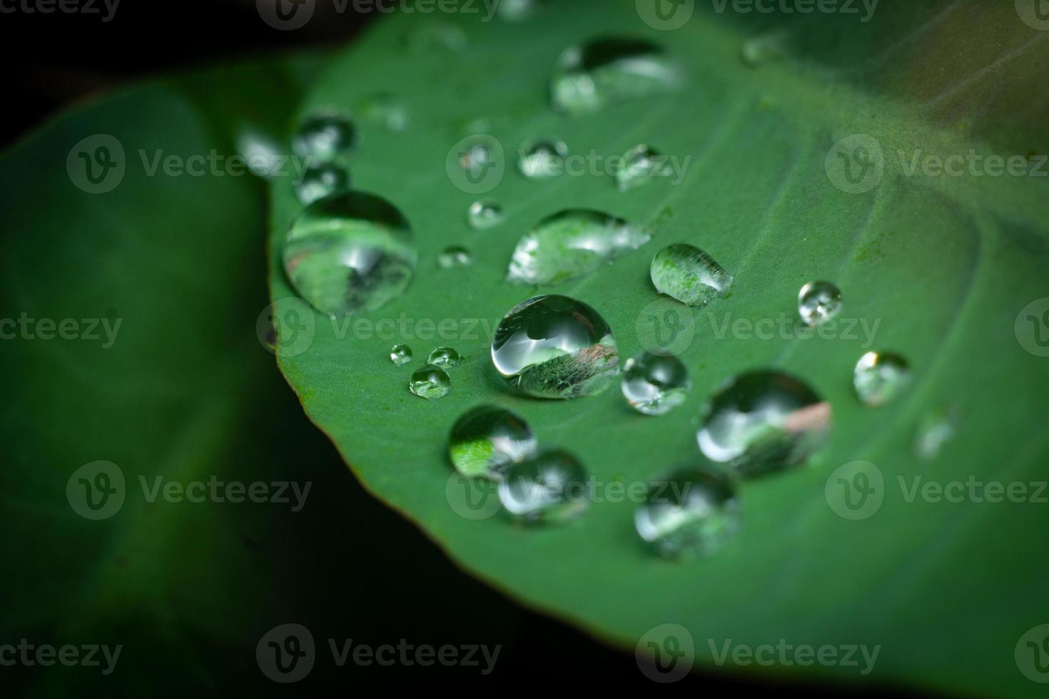 close up macro photography water drops after rain on green leaf background like bird premium photo