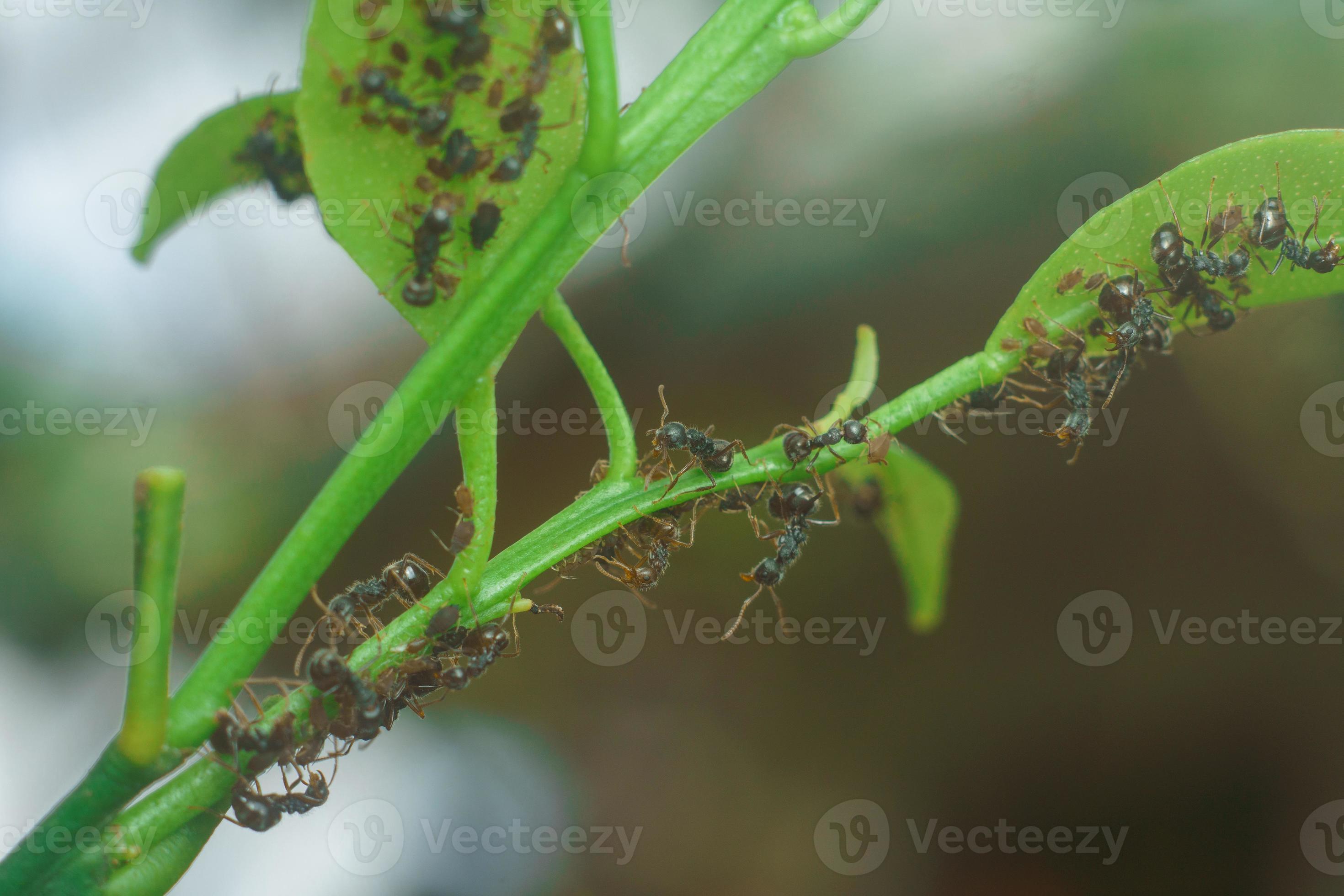 Premium Photo  A close up of a plant with green stems and leaves