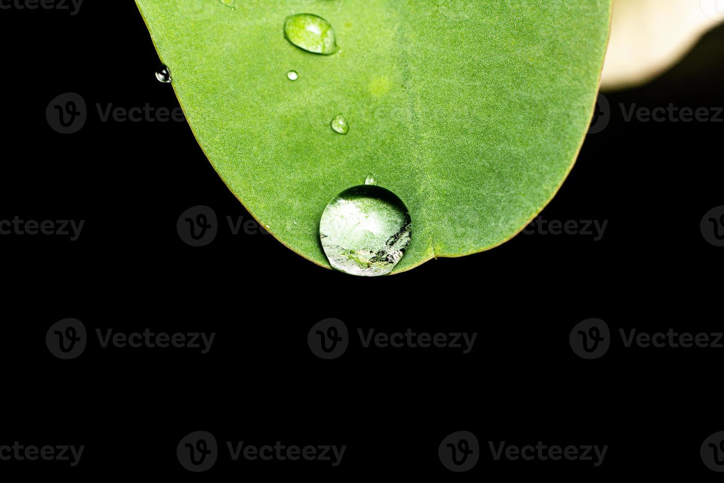 close up macro photography water drops after rain on green leaf background like bird premium photo