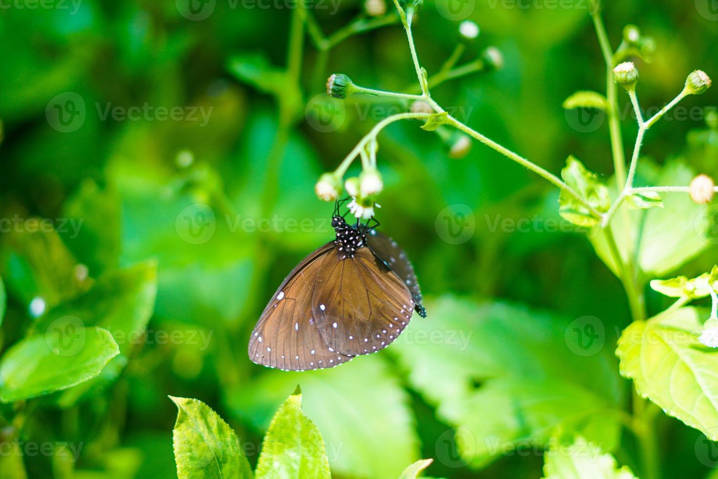 beautiful butterfly Euploea midamus dark brown color perched on white flower premium photo