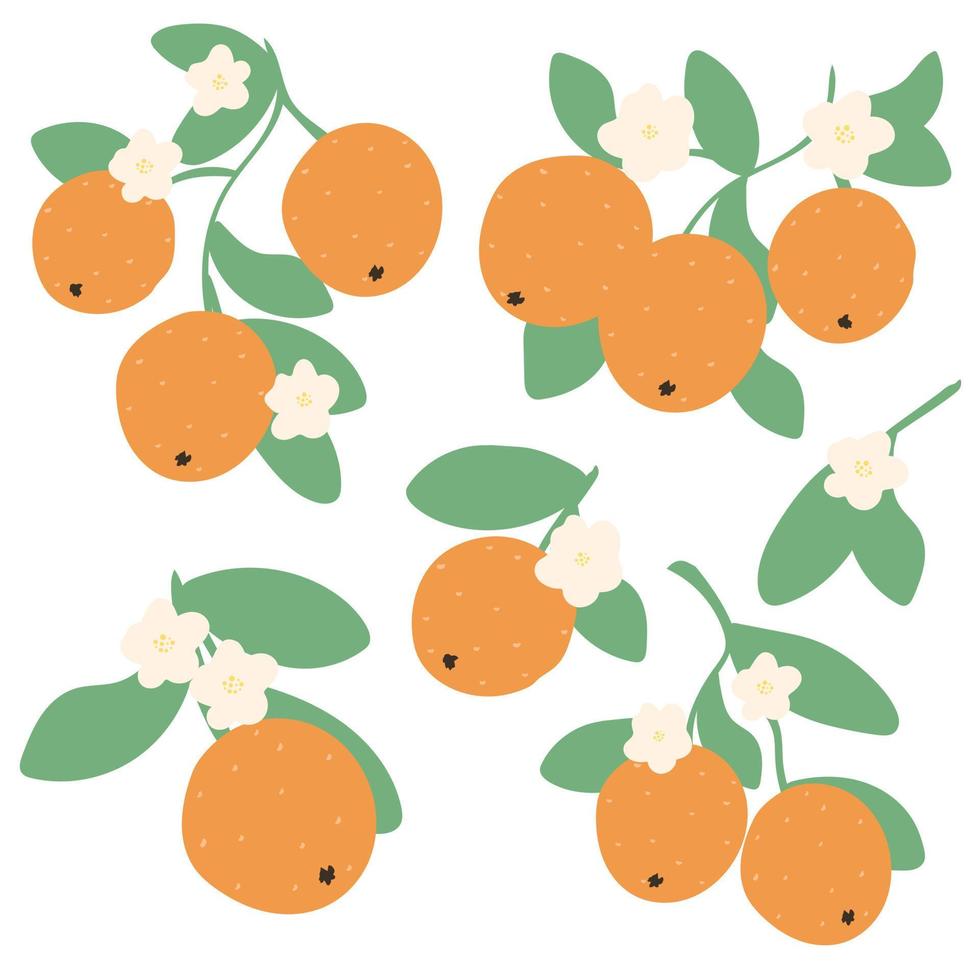 naranjas en rama con flores y hojas conjunto simple dibujado a mano vector