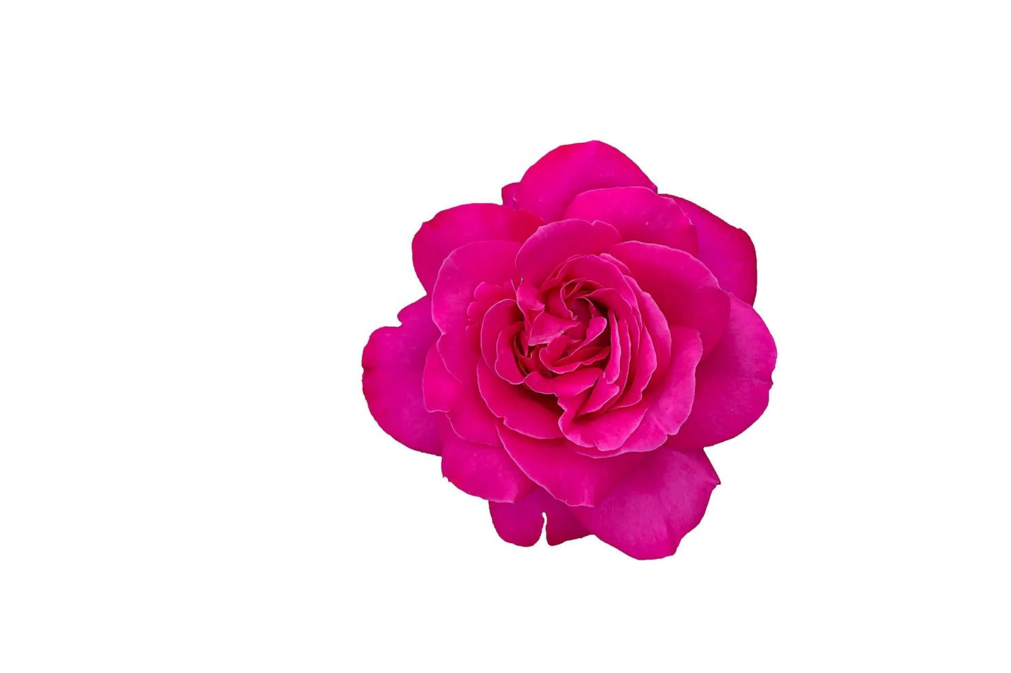 rosa rosa sobre un fondo blanco. foto