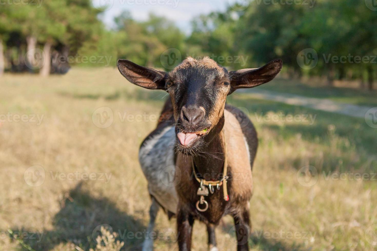 Happy Goat on a summer pasture photo