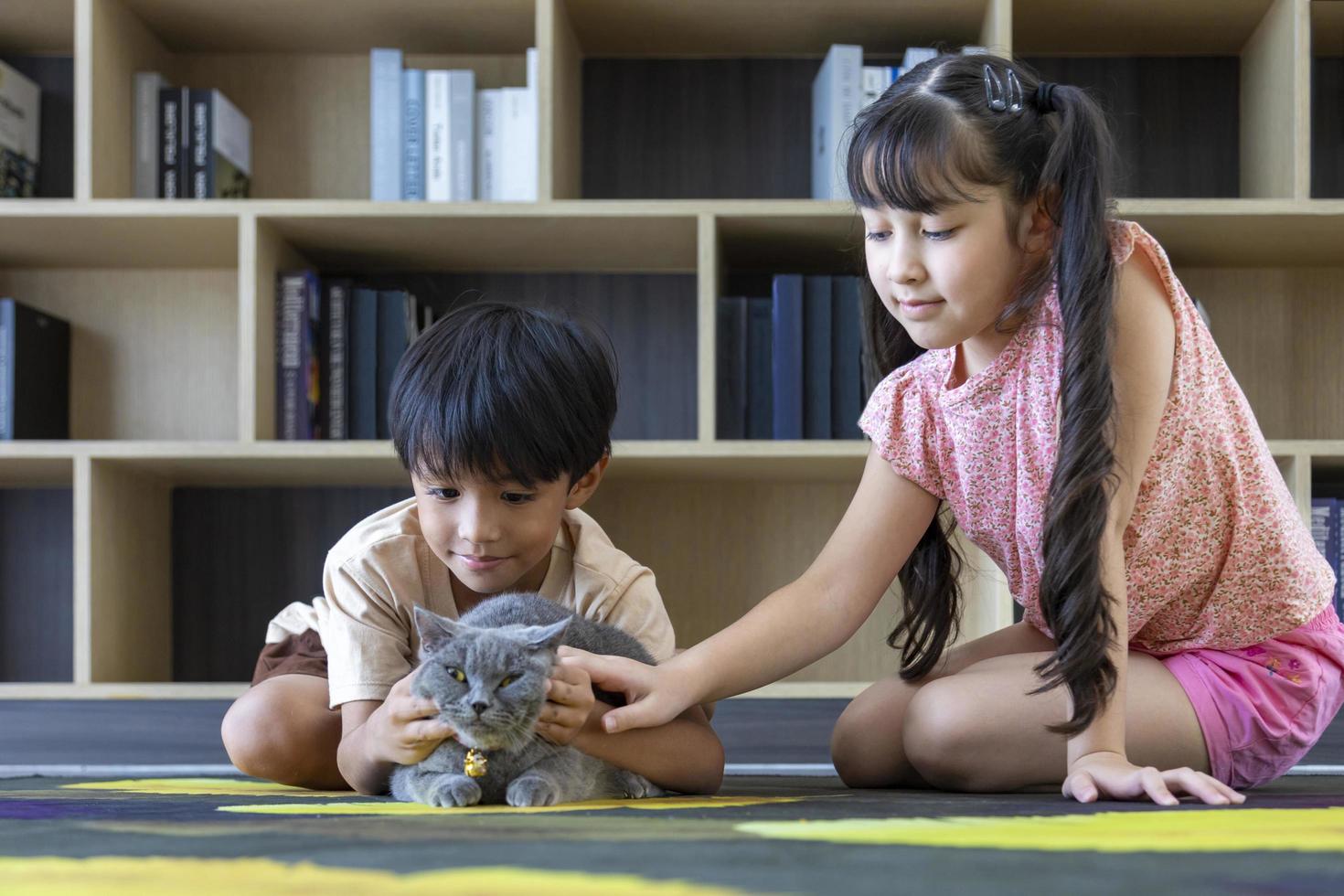 Young asian kid sibling is playing and gently petting their purebred grey British shorthair cat at home for animal love and care concept photo