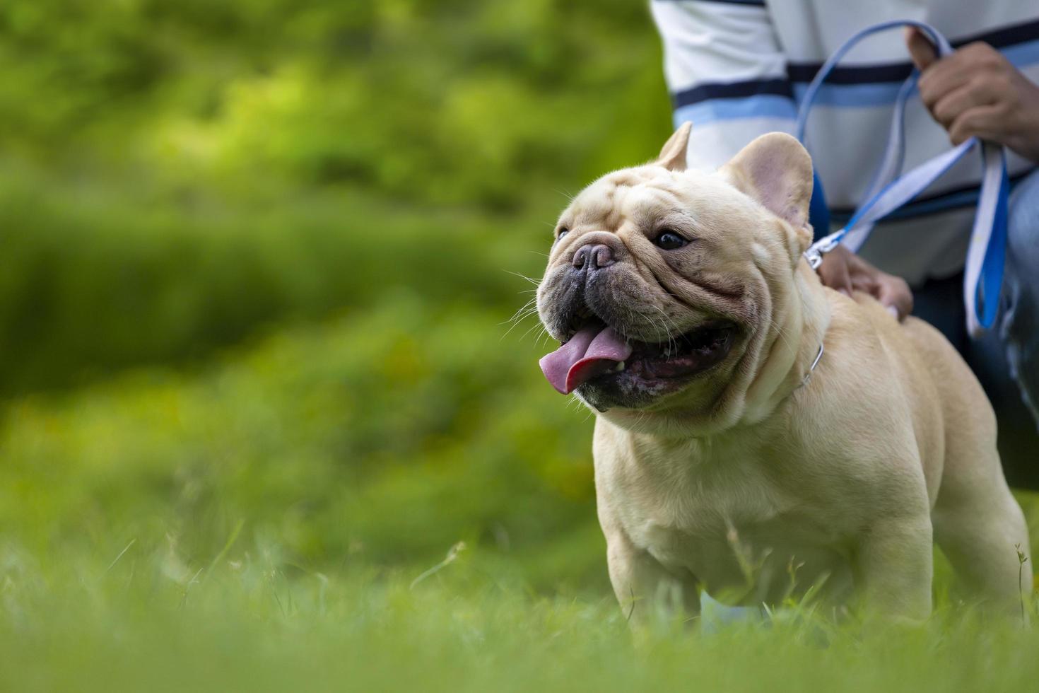 Cute french bulldog puppy is playing outside in the lawn on leash with owner in the dog park with copy space photo