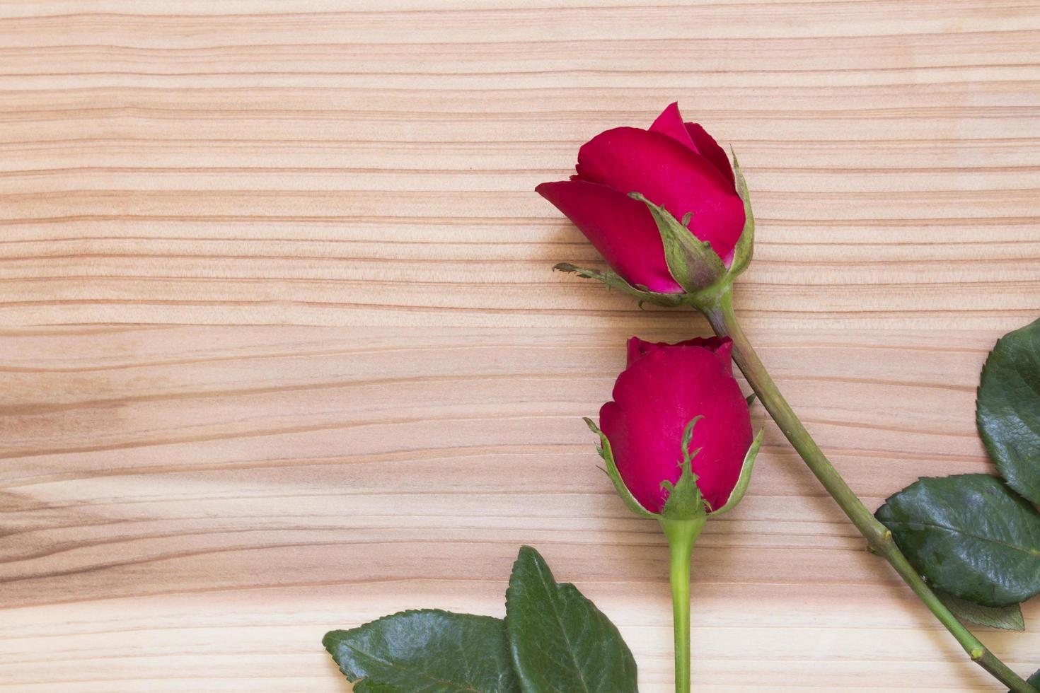 red rose on a wooden texture photo