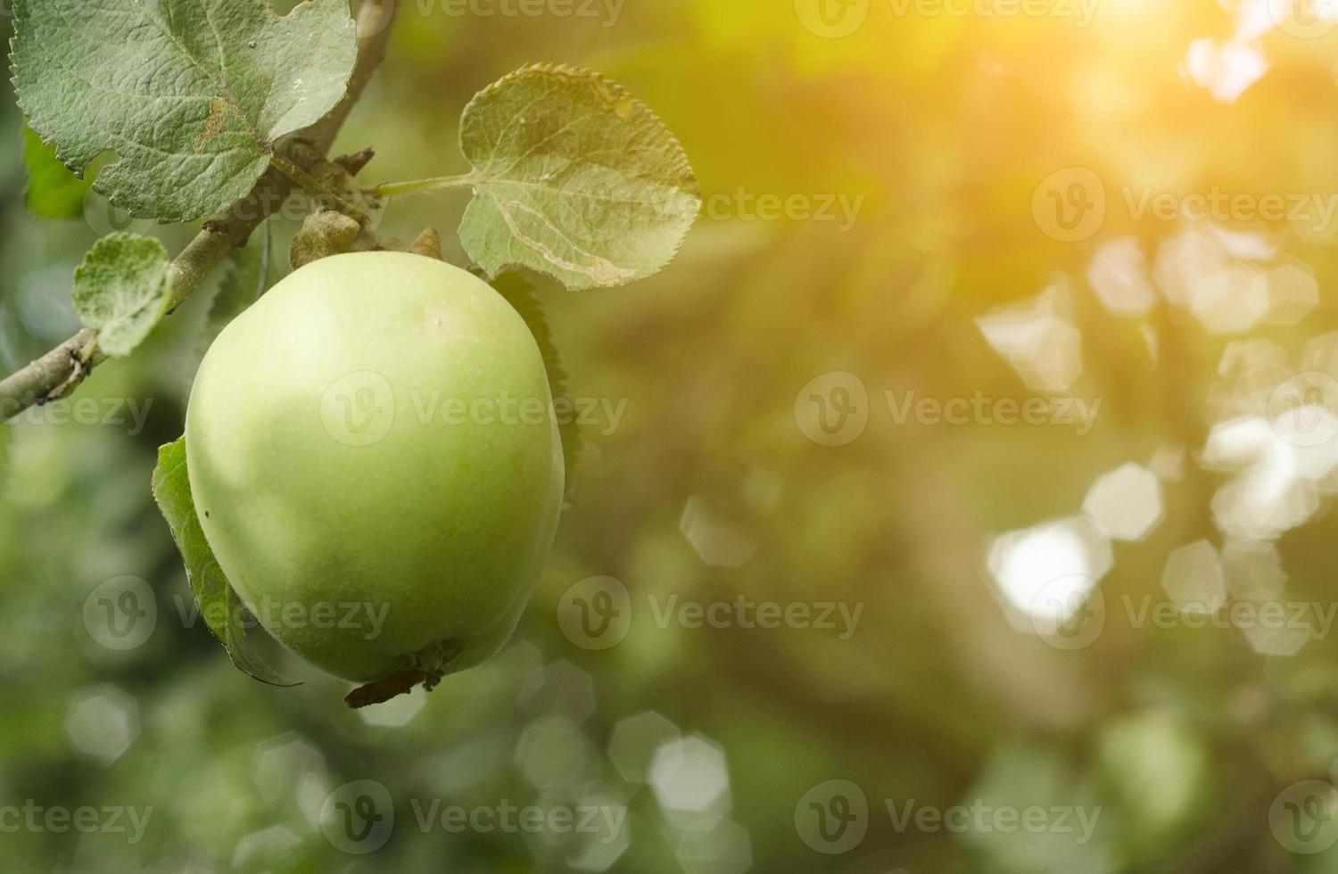 una manzana verde cuelga del árbol foto