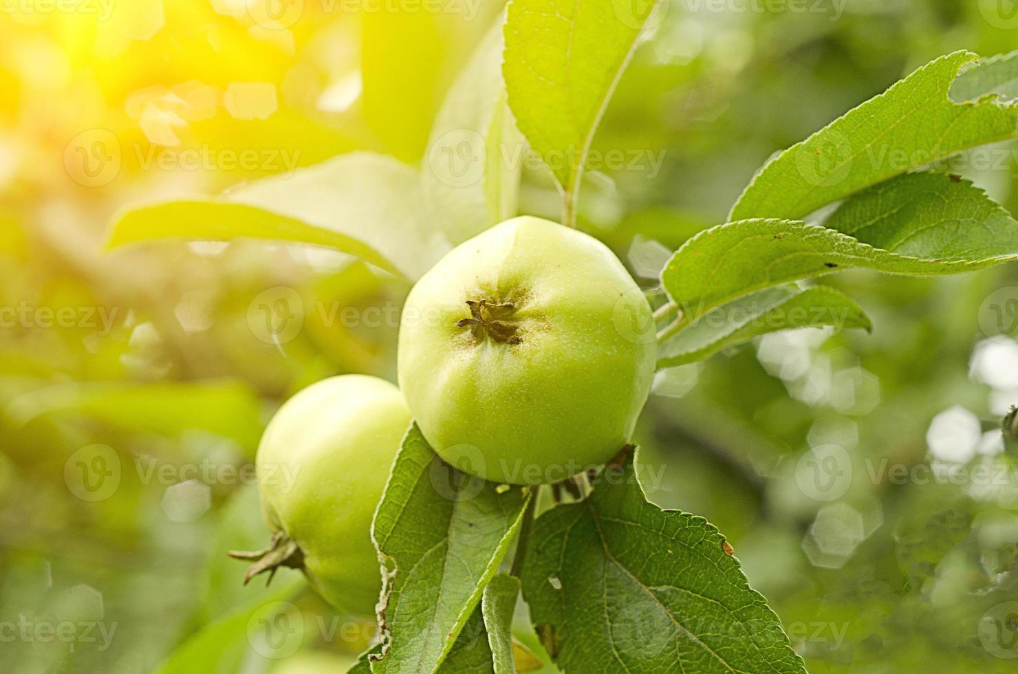 al atardecer, dos manzanas verdes cuelgan de la rama del árbol en el jardín. foto