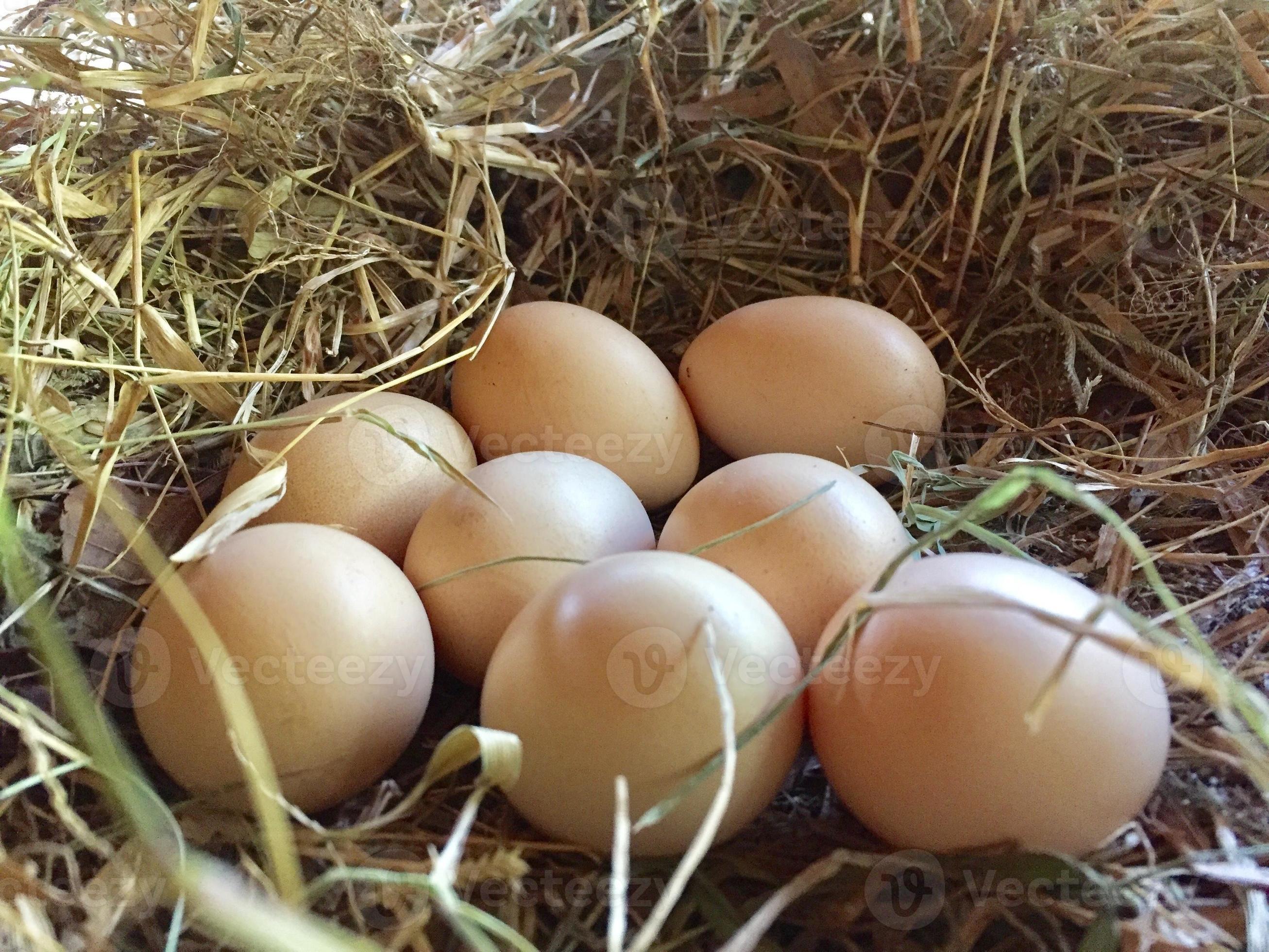 freerange chicken eggs in the nest egg laying 9732544 Stock Photo at Vecteezy