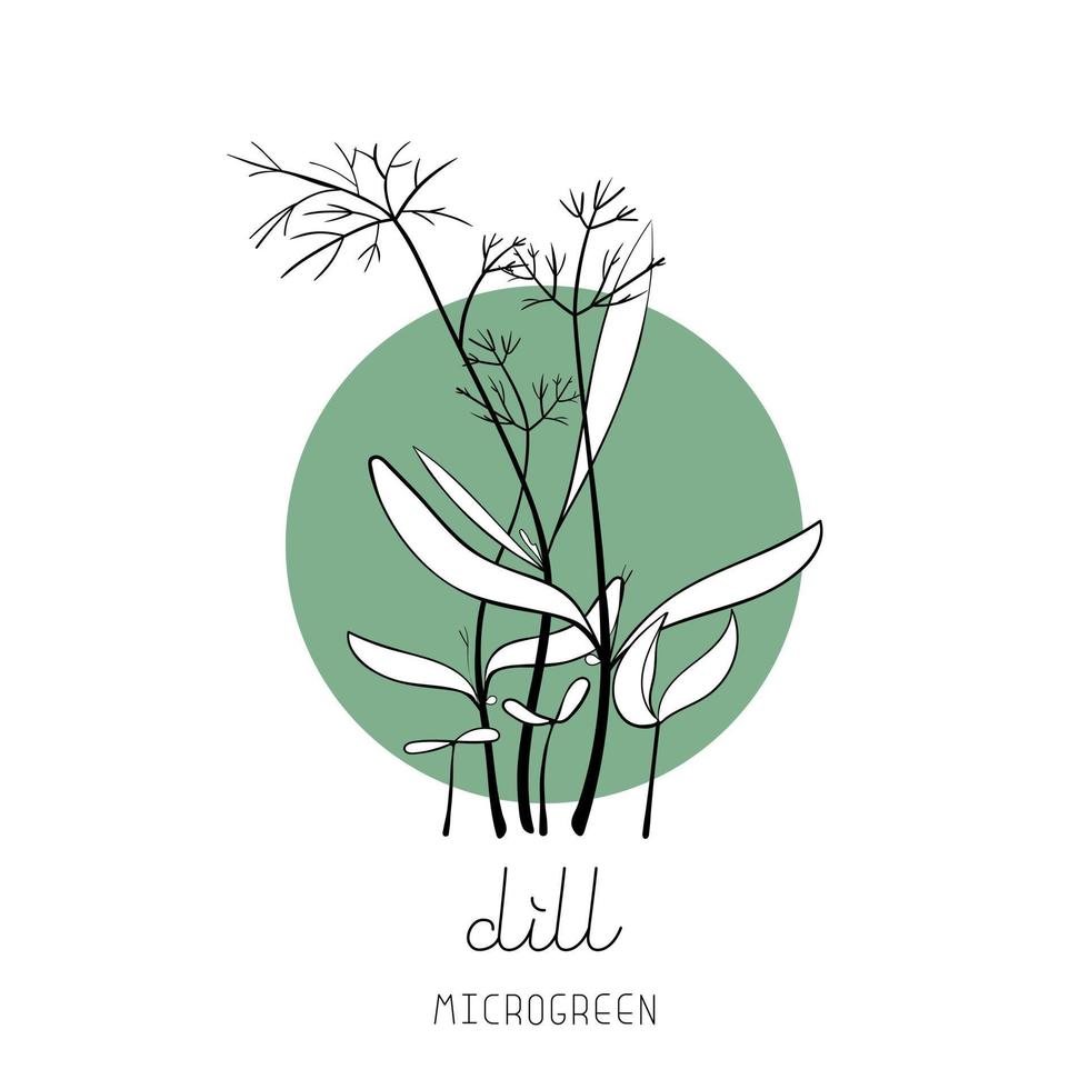 Dill sprouts on circle background Microgreen sketch vector illustration. Green for home gardening.